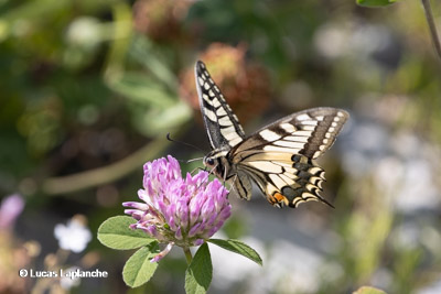 Le Machaon