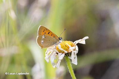 Cuivré de la Verge d'or