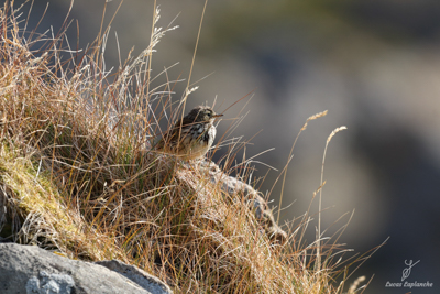 Pipit farlouse