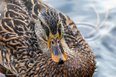 Canard colvert