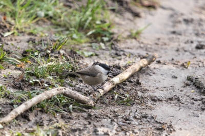 Mésange nonnette