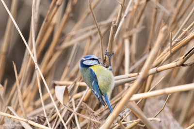 Mésange bleue