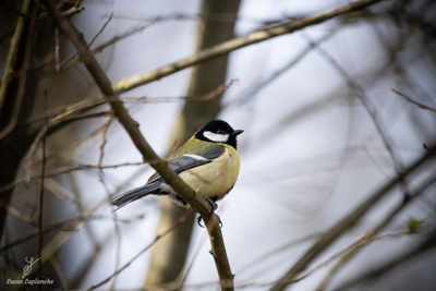 Mésange charbonnière