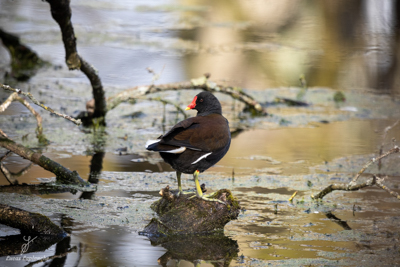 Gallinule poule-d'eau