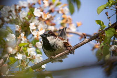 Moineau domestique