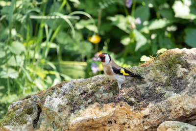 Chardonneret élégant