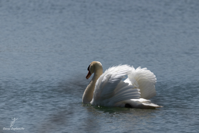 Cygne tuberculé