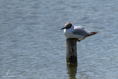 Mouette rieuse