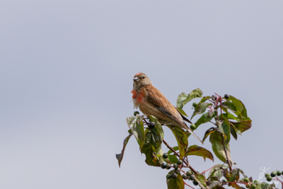 Linotte mélodieuse