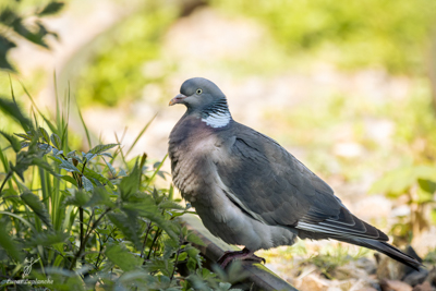 Pigeon ramier