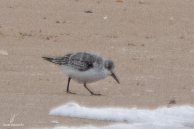 Bécasseau sanderling