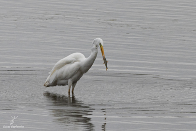 Grande Aigrette