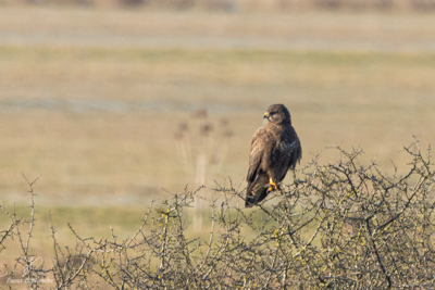 Buse variable