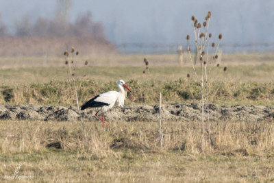 Cigogne blanche