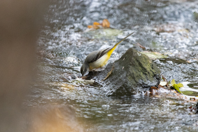 Bergeronnette des ruisseaux