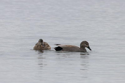 Canard chipeau