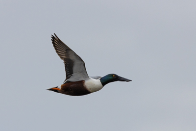 Canard souchet