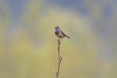 Gorgebleue à miroir