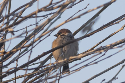 Moineau friquet