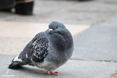 Pigeon biset