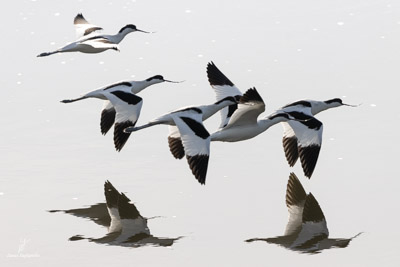 Avocette élégante