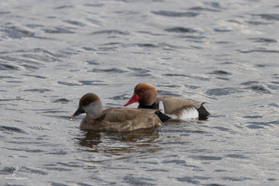 Nette rousse