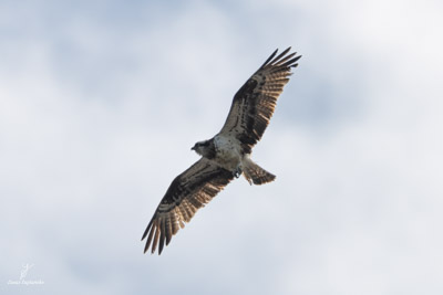 Balbuzard pêcheur